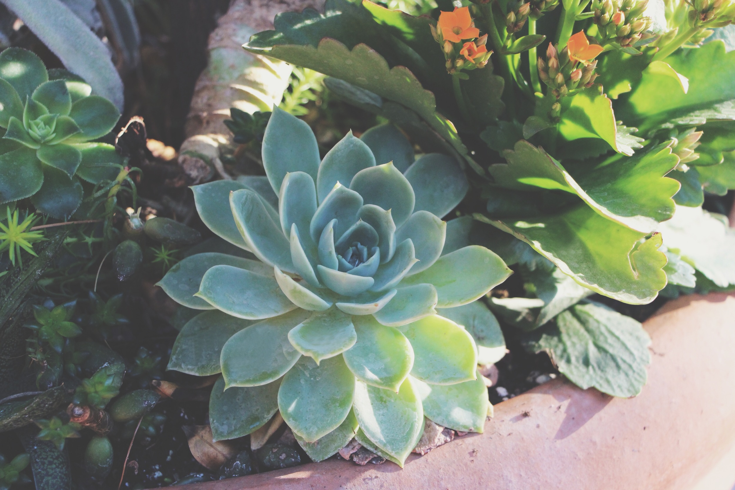 Succulent Sighting: Disneyland :: The succulents of Rancho del Zocalo restaurant in Frontierland at Disneyland Resort in California.&nbsp;&nbsp;